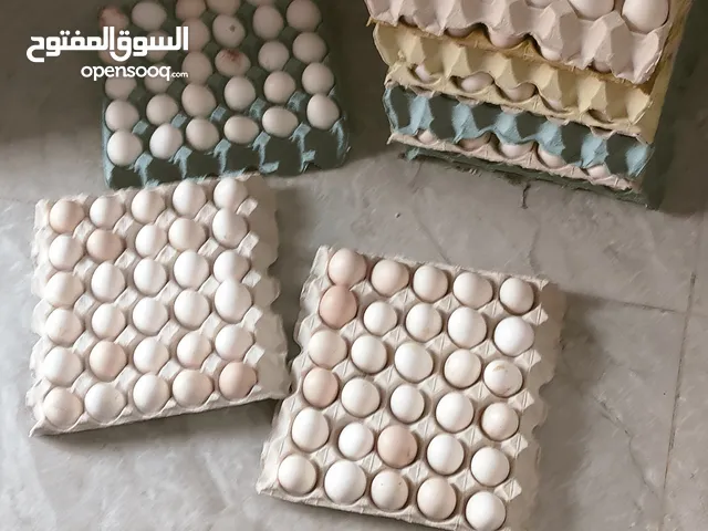 بيض بلدي للبيع مخصب