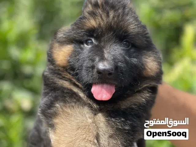 توفر كلاب German مستوى جامد جدا