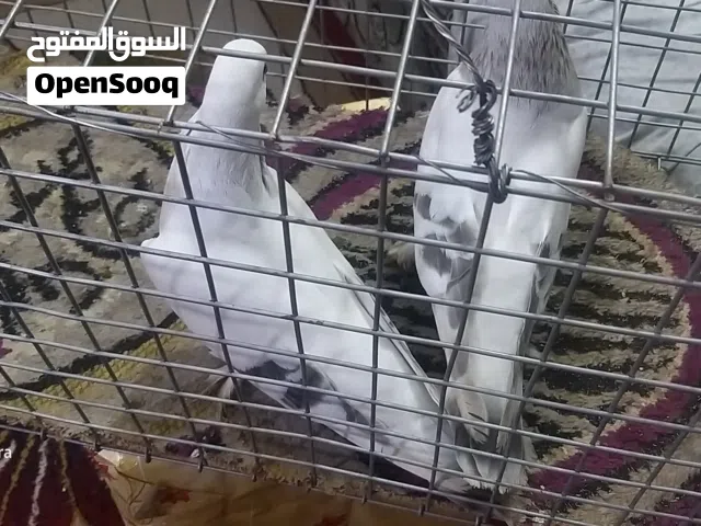 زوج مصراويات  جاهزات ونظيفات...