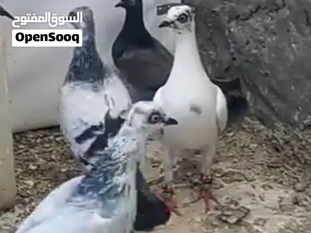 جواز شلبيات