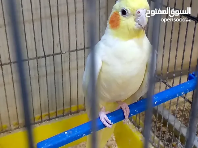 موجود جوز كوكتيل لاتينو اهالي فراخ اخذت منهم بطنين وهسا قاعدين بجهزو لبطن ثالث باربد