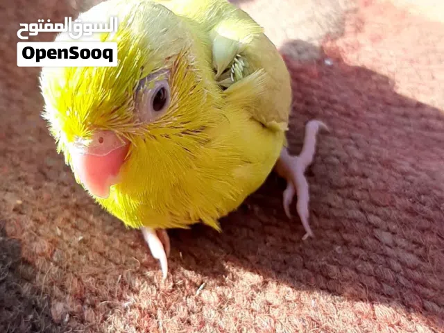 parrotlet chick on handfeed