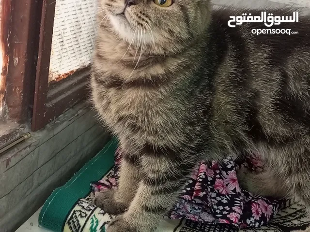 سكوتش فولد ماربل
