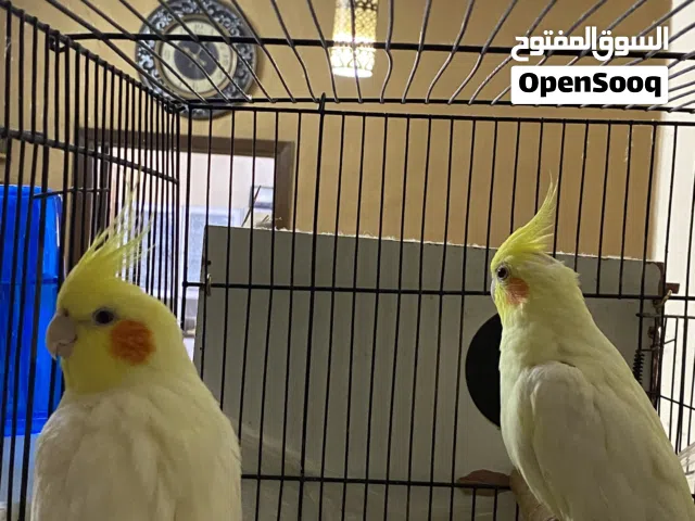 جوز كوكتيل معهم فرخ