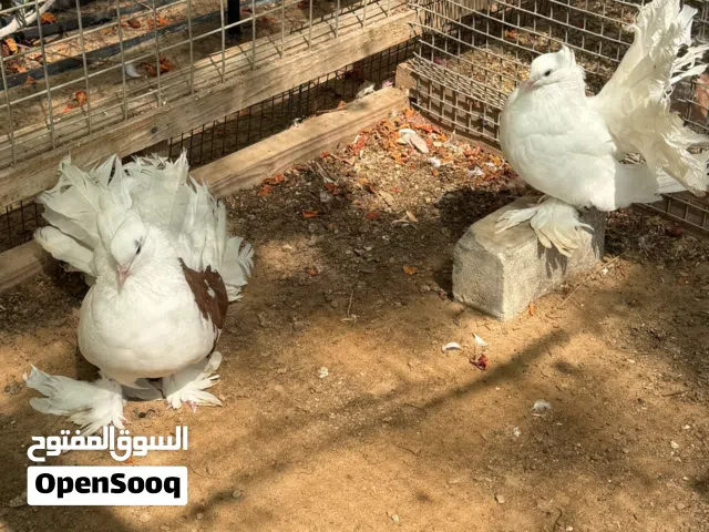 حمام شماسي