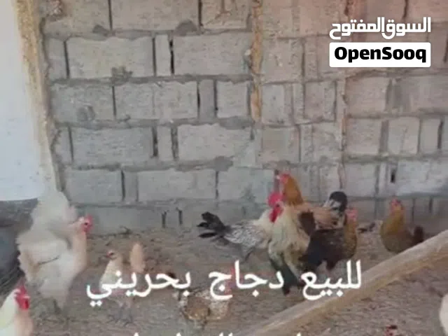 دجاج بحريني بياض