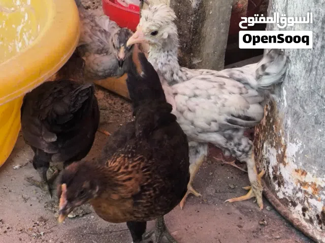 افراخ دجاج للبيع