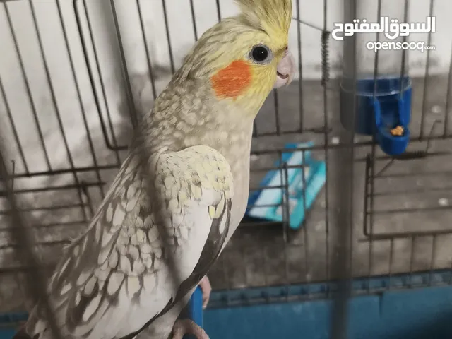 كروان للبيع في قامشلي يلي بدو يتواصل معنا