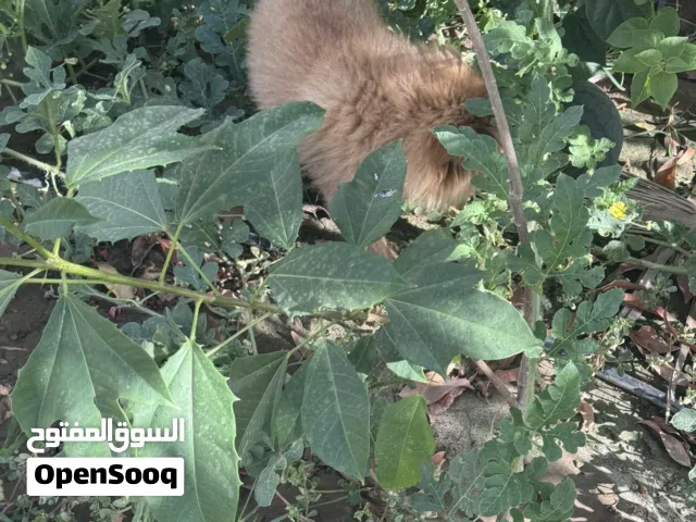 كلب Pomeranian