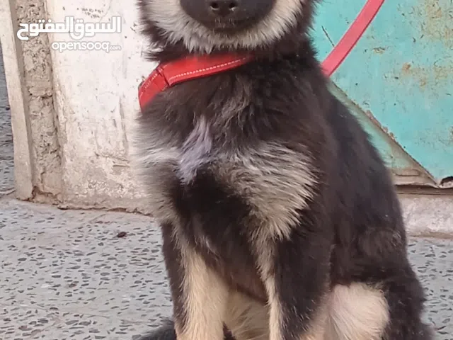 كلبه جيرمن عمر 3 اشهر