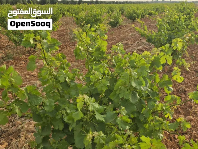 Farm Land for Sale in Homs Other