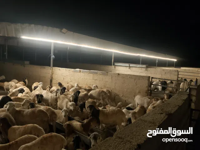 ethiopia yamani somalia