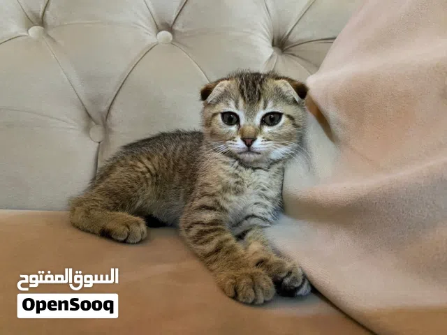 Scotch kitten for sale