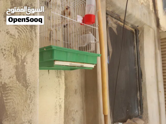دجوقه قوابيه مصفيه رجلين نص ثبات