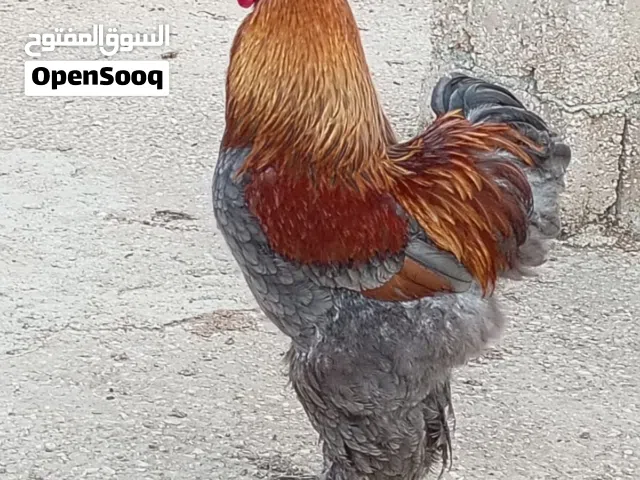 طقم براهمه زيتوني و طقم فرح ذيبا