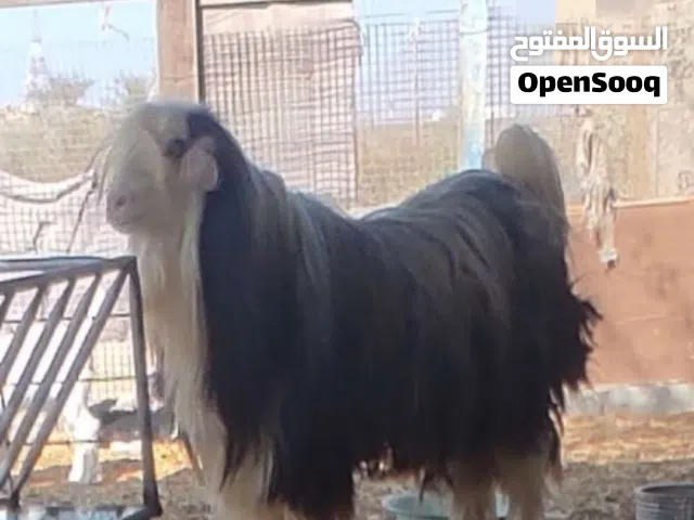 تيس الحلال الرحبي الأصيل