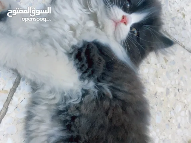 قطط ذكور بمستوى عالي وحلوات