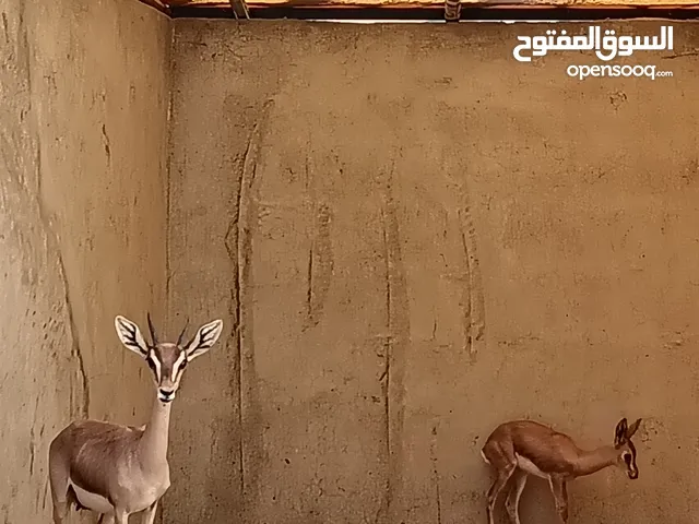 غزاله الأم وولدها الذكر