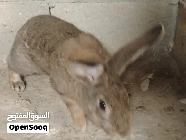 ارانب هجين بسعر مغري
