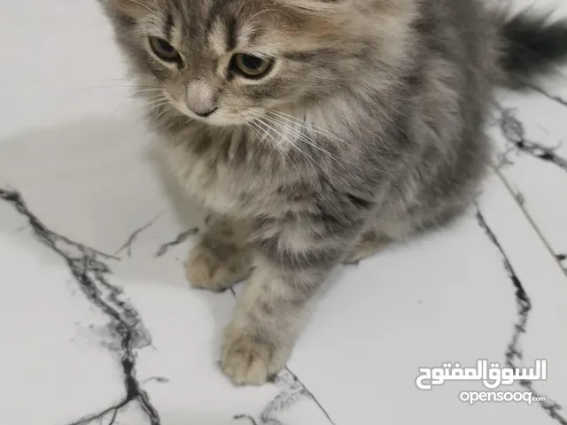 قطط شنشيلا شيرازي