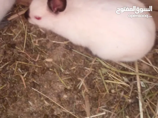 ارانب للبيع ( السلط )........................................
