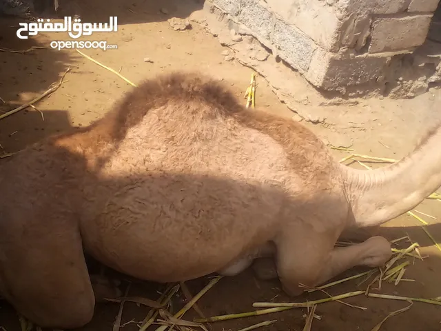 جمل صغير عمره 9 اشهر