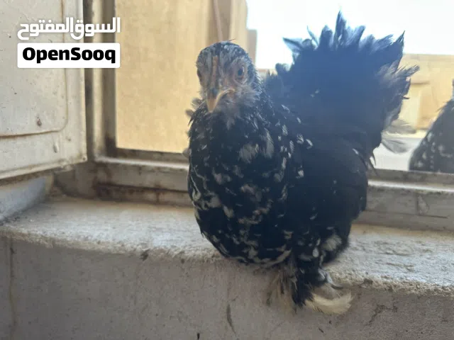 دجاج كوشن خط اول