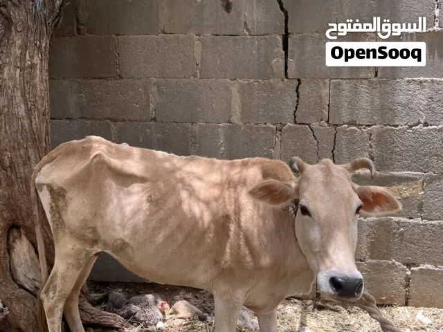 للبيع بقره تنفع حل ذبح