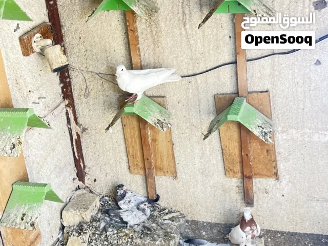 تور برج كامل