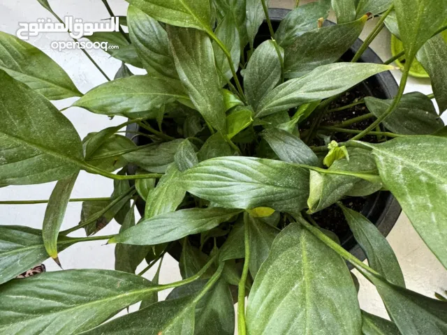 Peace lily and song of indica plants