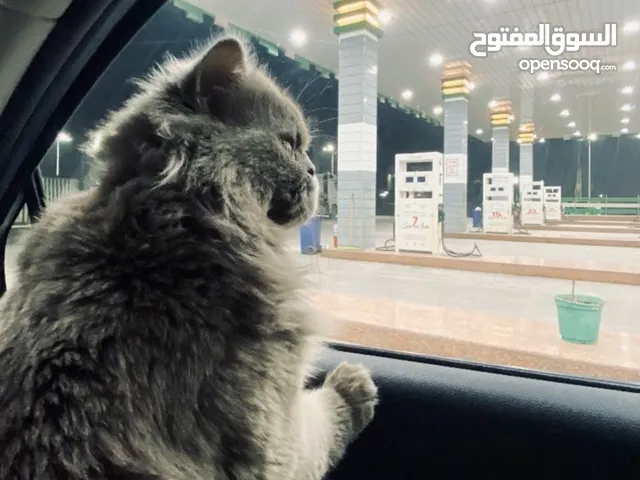 قطة نوع بيرشن للبيع في بغداد