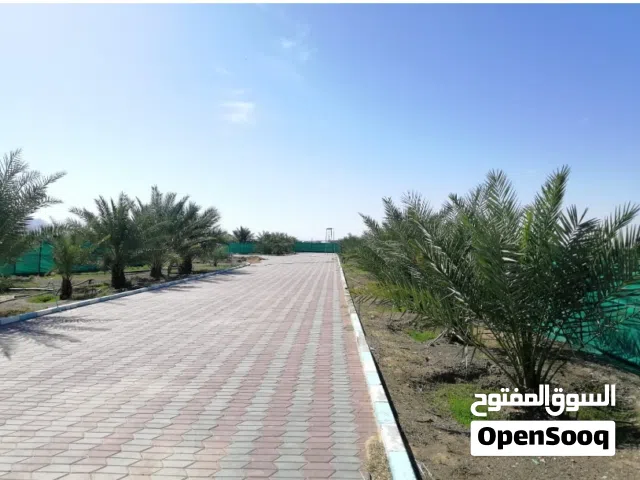 Farm Land for Sale in Buraimi Mahdah
