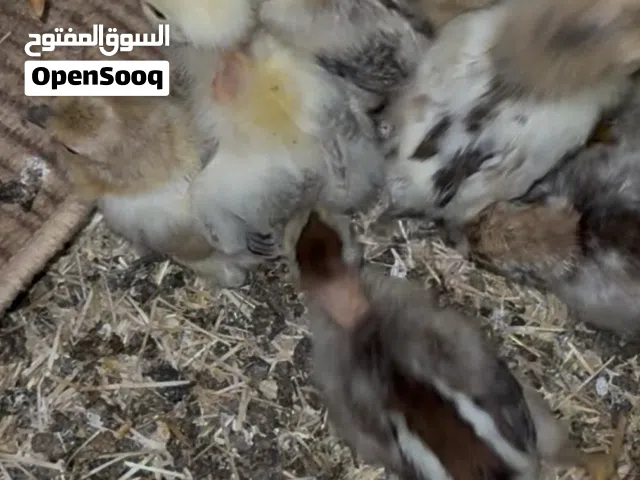 كتاكيت عمر اسبوع للبيع