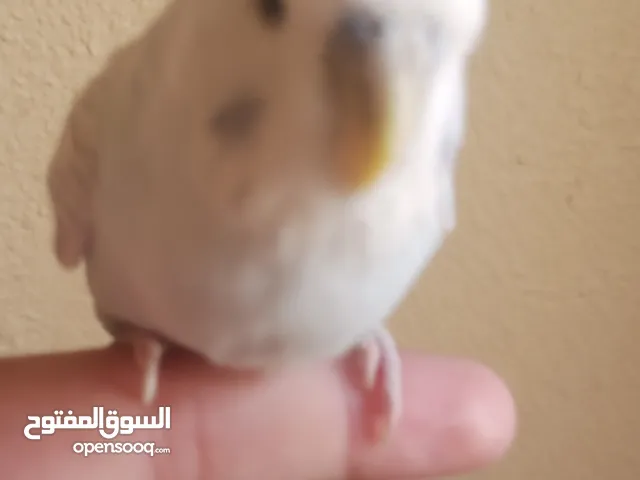 الله يبارك لصاحب النصيب