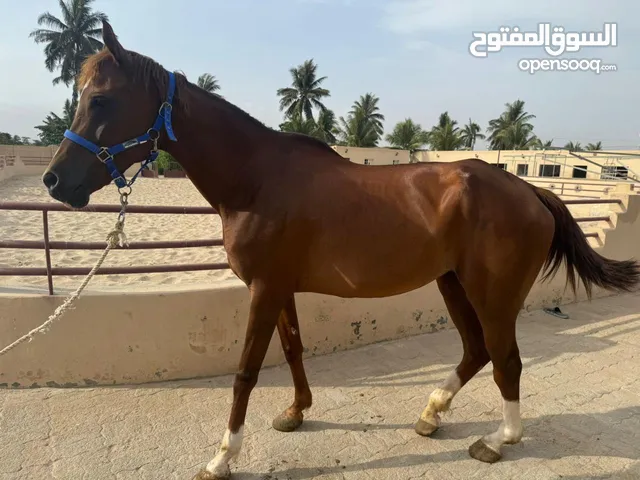 فرس كبيره ف السن للانتاج عمرها 17 وعندها نزول ف المفاصل خلفيه