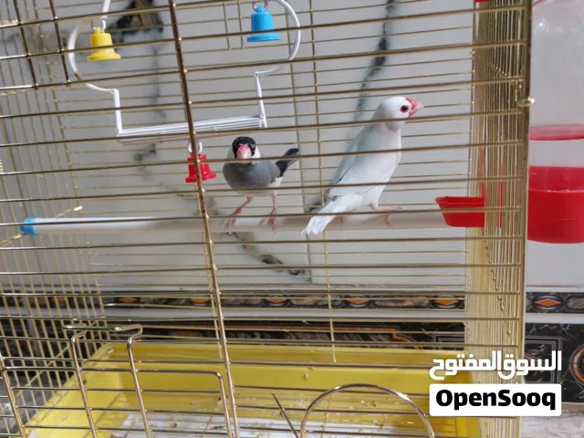 زوج  مميز من طائر( الجاوا فينش ) مع كامل ملاحقاته