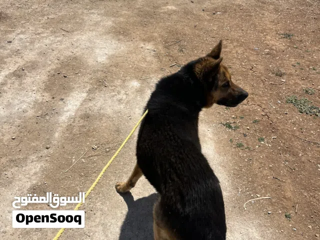 جيرمن شبرد لونج هير حجم ضخم  للبيع بسعر حرق