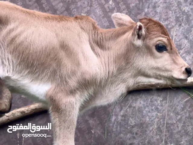 بقره للبيع مع ولدها عمره شهرين رويان حليب 