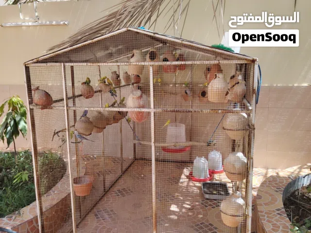 بيع قفص مع العصافير