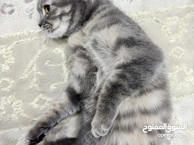 قطة انثى صغيره 20 قابل للتفاوض
