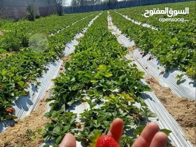 Farm Land for Sale in Ismailia Ismailia