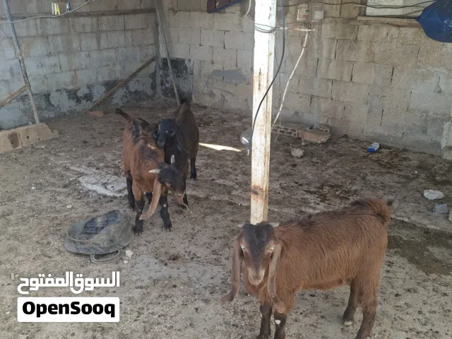 ثلث جديان رمسيات نخب  التواصل وتساب فقط