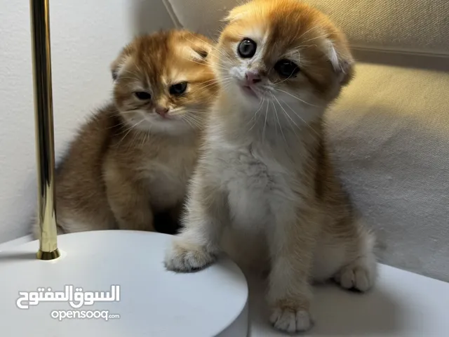 NY12, NY11 Scottish fold kittens