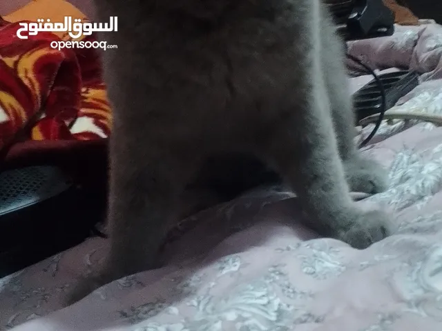 قط سكــــــــــــــــــــوتش بحاله جيدا لا يعاني من اي مرض العمر 10 اشهر لون رمادي