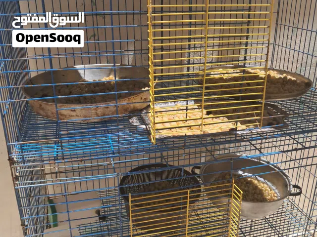 شروة قفاص ومشرببات للارانب وبيوت ولادة بسعر البلاش