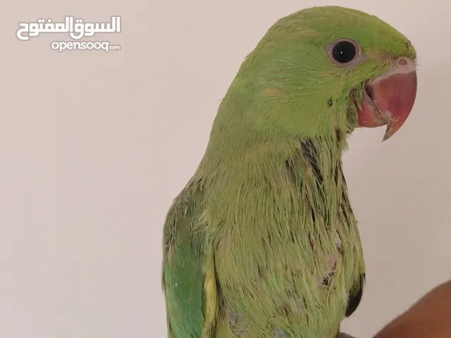 3 فراخ دره زق يدوي