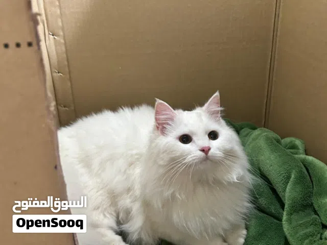 تزاوج (لازم يكون شيرازي)