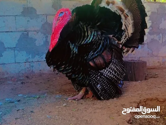 عندي ديك حبش مذبوح جاهز للطبخ بدي ابيعه طبعا الديك مجمد