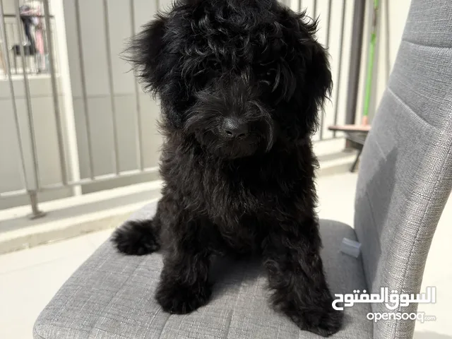 Black Boodle Puppy