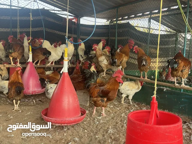 ديوك ودجاج فرنسي احمر وابيض